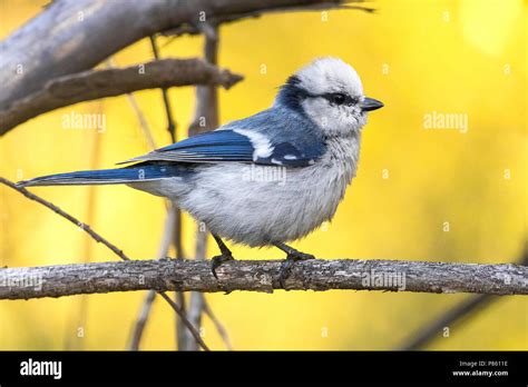 sikorka lazurowa|Cyanistes cyanus (Azure Tit)